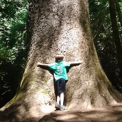 Old Growth Forest Cascade